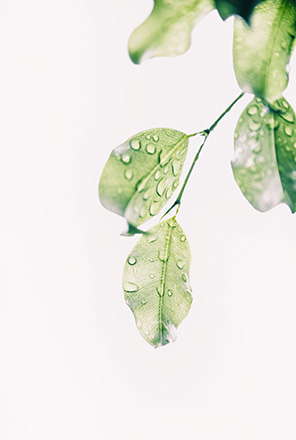 plant leaves with water beading